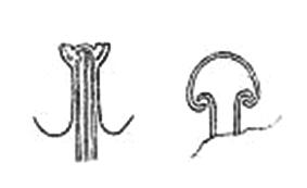 Fig. 5.Shoe: Type 1. Belfast Museum. Unlocalised. Sketch of decorationon tongue (left)and on heel (right).