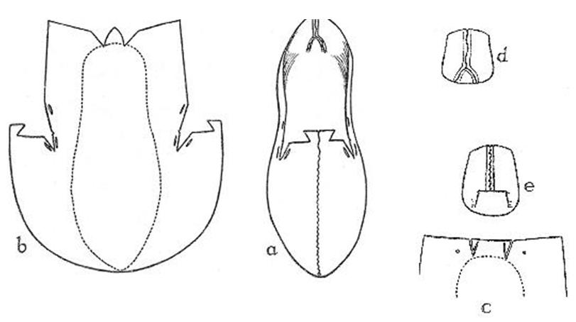 Fig. 6. Shoe: Type 2. National Museum W 11. Ballymacomb, Co. Derry. (Decoration not shown)